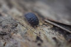 Porcellio dilatatus