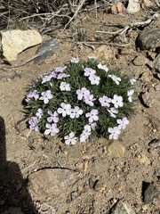 Phlox austromontana