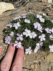 Phlox austromontana