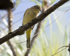 Setophaga palmarum hypochrysea