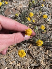 Chaenactis glabriuscula