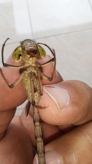 Gynacantha