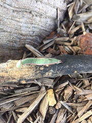 Crypsiphona ocultaria