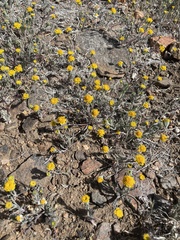 Chaenactis glabriuscula