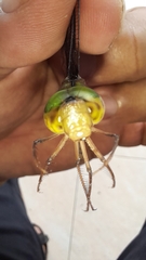 Gynacantha