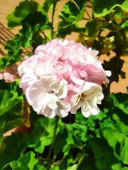 Dianthus caryophyllus