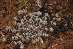 Lasiopogon