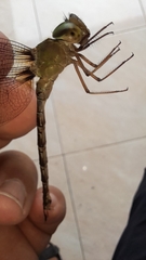 Gynacantha