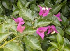 Bougainvillea