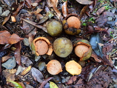 Beilschmiedia bancroftii