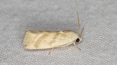Earias paralella