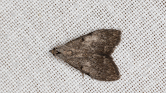 Nola pleurosema