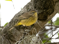 Setophaga palmarum hypochrysea