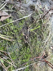 Hyophila involuta