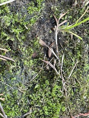 Hyophila involuta