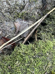 Hyophila involuta