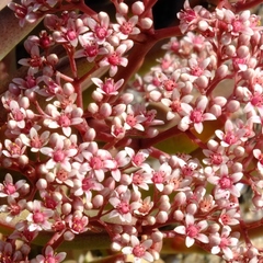 Crassula macowaniana