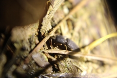 Heteroderes amplicollis