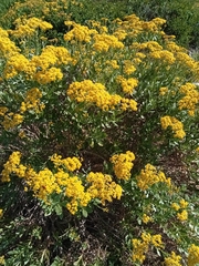 Senecio halimifolius