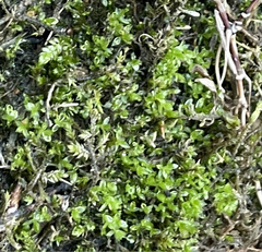 Hyophila involuta