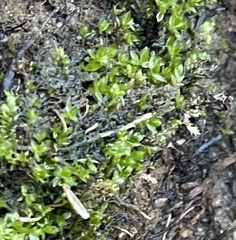 Hyophila involuta