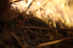 Heteroderes amplicollis