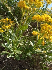 Senecio halimifolius