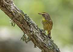 Setophaga palmarum hypochrysea