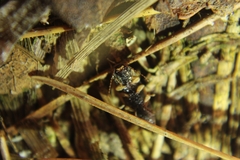 Heteroderes amplicollis