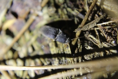 Heteroderes amplicollis