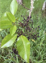 Cheirodendron
