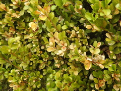 Nectriaceae