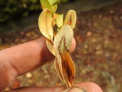 Nectriaceae