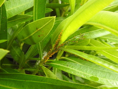 Aphis nerii