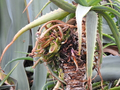 Aceria aloinis