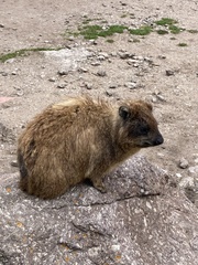 Procavia capensis johnstoni