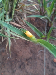 Hypoxis hemerocallidea