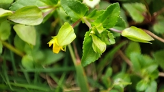 Mecardonia procumbens
