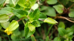 Mecardonia procumbens