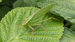 Caedicia
