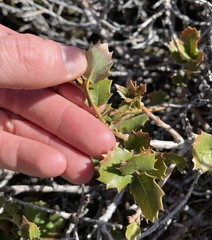 Quercus cornelius-mulleri