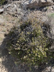 Quercus cornelius-mulleri