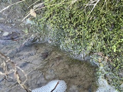 Rhynchostegium riparioides