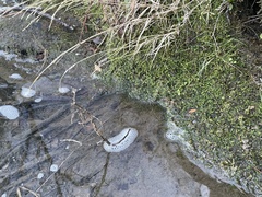 Rhynchostegium riparioides