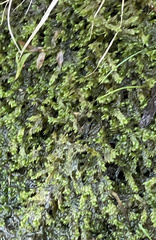 Rhynchostegium riparioides