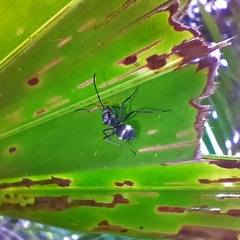 Myrmhopla