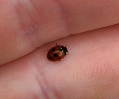 Coccinella undecimpunctata