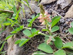 Indigofera spicata