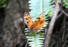 Heteronympha mirifica