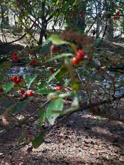 Ilex decidua